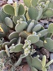 Specialty Catus Cuttings Your Choice In 3 Types Plant — photo 4
