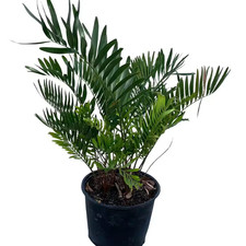 Coontie Cycad (Zamia) Shrub in 10 In. Black Nursery Pot