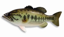 Hand Painted 12 Large Mouth Bass Standing Gam...