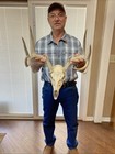 Nice Perfect 123” Wild 8 pointer Whitetail Deer Antler  Horn European skull shed — photo 1