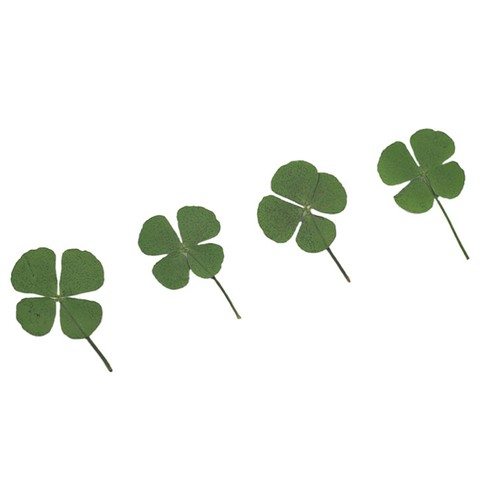 pcs Lovely Four Leaf Clover Dried Clover Jewelry Accessories DIY Decoractive - Picture 12 of 12