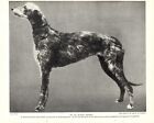 1930s Antique Deerhound Dog Print Champion St Romans Rhyme Deerhound 4044a