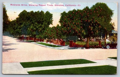 Glendale California Riverside Drive Showing Pepper Trees Antique Postcard