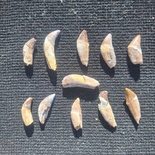 Stunning 11 pieces Prehistoric Whale Fossil Juvenile Basilosaurus Teeth Morocco