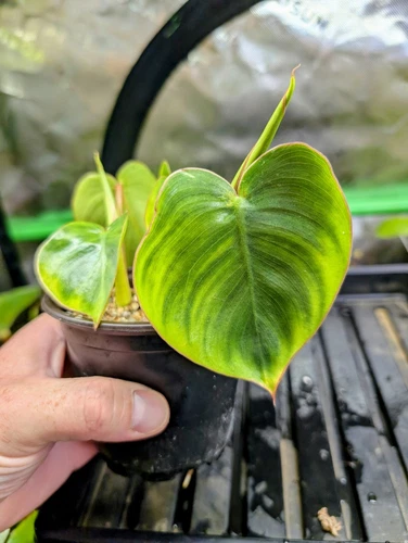 *Rare* Philodendron Ricardoi - Two Growth Points Rooted Cutting 🔥