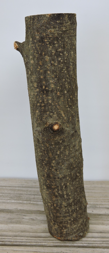 10" Apple Wood Stick Log Chunk Carving Blank Staff Crafts Straight 2 1/8~2 3/8"D - Picture 3 of 11