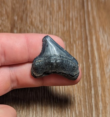 Killer 1.3'' Lateral Megalodon Shark Tooth With Thick Root From Central Florida