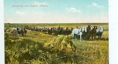 HARVESTING NEAR CALGARY, ALBERTA-PRE1920-FARMING-(FARM-233)