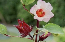 30 Plus Roselle Hibiscus Seeds-Non GMO-Asian Sour Leaf