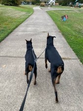 Double 2 Way Leather 6 feet Dog Leash Lead Amish Made Split Lead