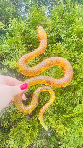 USA Handmade Christmas Figurine Snake Trend 2025 Amber Magical Decor KIZIMA - Picture 3 of 8