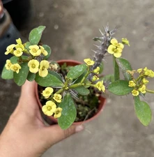 Euphorbia Milii Crown of Thorns Flower Cactus 4” pot