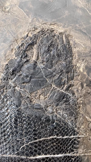 Natural Lepidotes fossil--fish body 24cm - Image 4 of 4