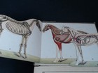 Picture 5 of 7