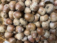 Eicheln der Roteiche – Tierfutter / Zusatzfutter & Dekomaterial 1kg