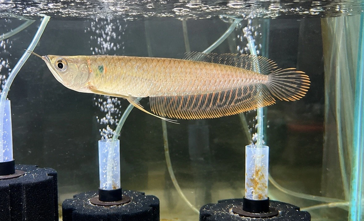 Arowana Live Aquarium Fishes for sale | eBay