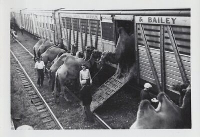 Ringling Bros Circus 1935 Camels Unloading Train Vintage RBBB Original Photo