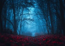 8x6ft Fabric Mysterious Foggy Forest Backdrops for Photography Dark Horror Pa...