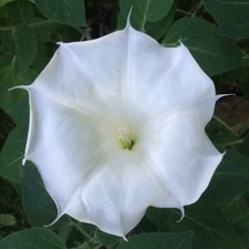 Moonflower BUSH Variety-  30 Seeds FAST SHIP