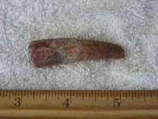 Dinosaur fossil tooth Spinosaurus Cretaceous Era bigger 2 inch long CPCW26