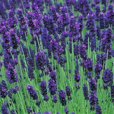 Pack x6 English Lavender Angustifolia 'Hidcote' Perennial Plug Plants