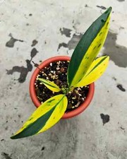 Scindapsus Coriaceus Variegated mit Pflanzengesundheitszertifikat / DHL Express