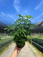 Arboricola Mini | Dwarf Umbrella Tree | Live Indoor & Outdoor Plant in 6" Pot