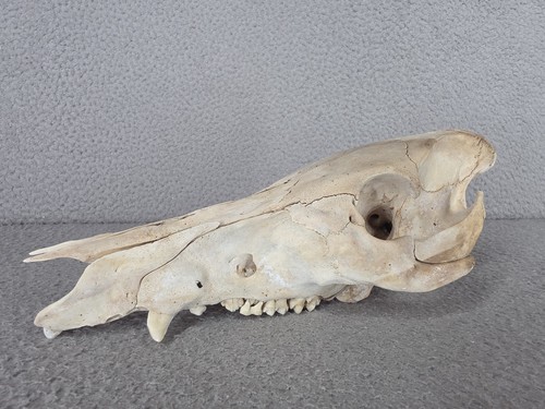 Wild Hog Boar Pig Skull Weathered Nature Found On Ground Texas Hunting