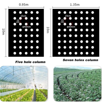 california wonder bell pepper plant Pepper-California Wonder 300 main image 1
