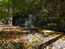 Photo 6x4 Bournemouth: a dangling pine needle in the Upper Gardens An aut c2014
