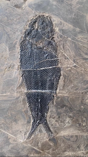 Natural Lepidotes fossil--fish body 24cm - Image 2 of 4