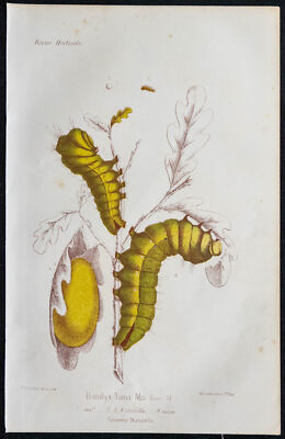1868 - Seidenraupe (Bombyx Yama Mai) - Chromolithographie - Insekt In Farben