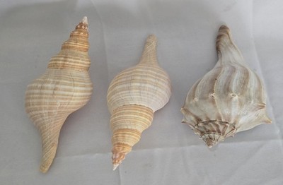 Set Of 3 Vintage Horse Conch Shells Estate Find 7'' & 8'' Long