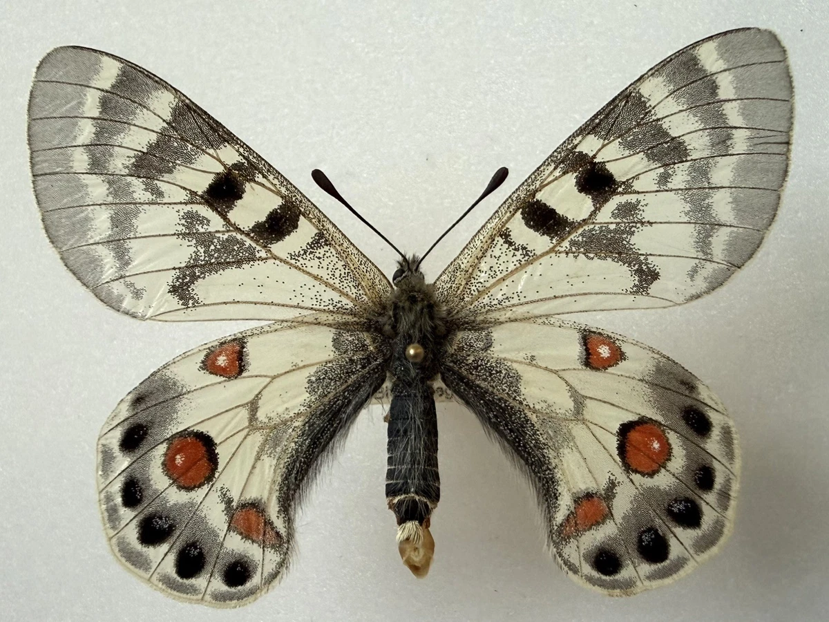 Parnassius Butterfly for sale | eBay