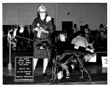 1970 San Jacinto CA Kennel Club All Breed Winner Photo Irish Setter Award Sport