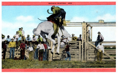 Vintage Postcard Bronco Busting Rodeo Scene
