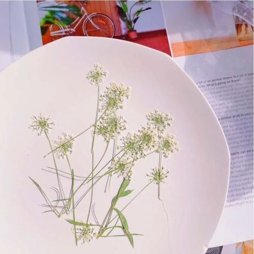 4-7CM/24PCS Decorative Real Natural Dried Pressed Snowdrops Branches Art Resin - Picture 1 of 4