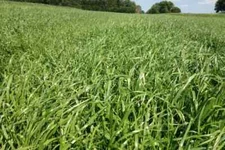 Feast II Annual Ryegrass Seed
