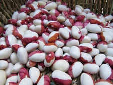 Bulgarian Bush Bean - hardy and productive, fine flavor