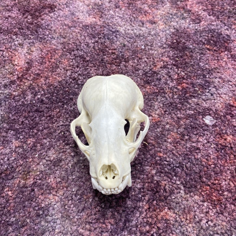 1 perfect Real Badger Skull Taxidermy Bone art novelty Skeleton School craft