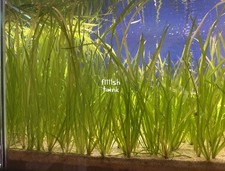 10x Jungle Vallisneria Val Live Healthy Easy Aquarium Aquatic Plant BUY2GET1FREE