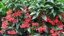 Ardisia crenata CORAL BERRY or CHRISTAMAS BERRY SHRUB Seeds!