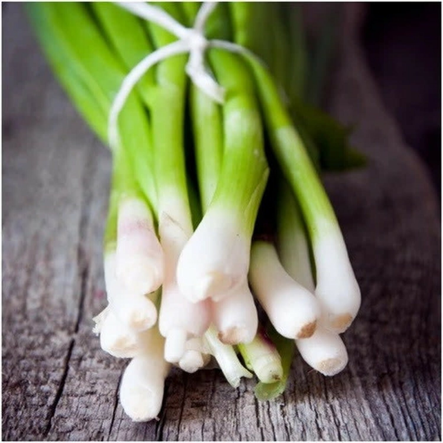 Tokyo Long White Bunching Onion Seeds, Scallions, NON-GMO, FREE SHIPPING