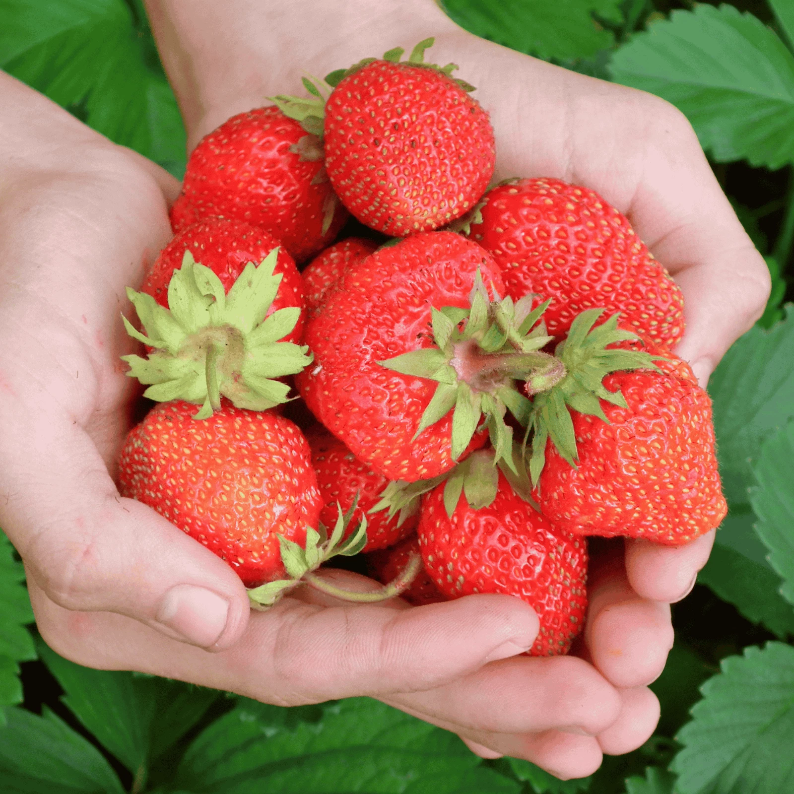 Evie Strawberry – 50 Bare Root Plants, Everbearing – From Hand Picked Nursery