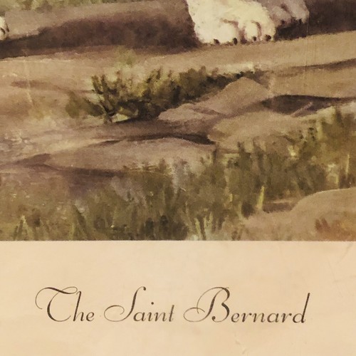 Art ,St. Bernard Dog Vintage Watercolor Print of Saint Bernard 1956 - Picture 3 of 5