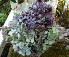 14 Dried Hydrangea Flowers Lt. Green, Cream + Burgundy Wedding Farmhouse Crafts