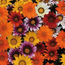 Perfect Plants - Gazania Plants Mixed Colour - Bedding Plants - Garden Ready