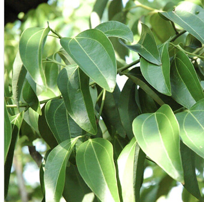 500+ Tej Patta Leaves /Dry Indian  Bay Leaves/ Selected Extra Large Size 7inches