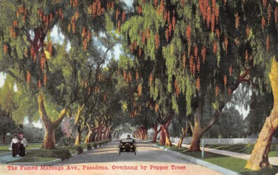 Famed Marengo Ave Pasadena Ca Overhung by Peppr Trees VanOrnum Color