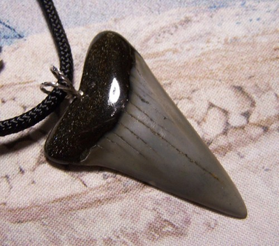 #ad MAKO SHARK TOOTH NECKLACE 2quot; MEGALODON DIVER POLISHED FOSSIL GEM BIG PENDANT $55.00